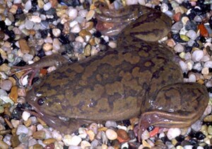 Xenopus laevis.jpg