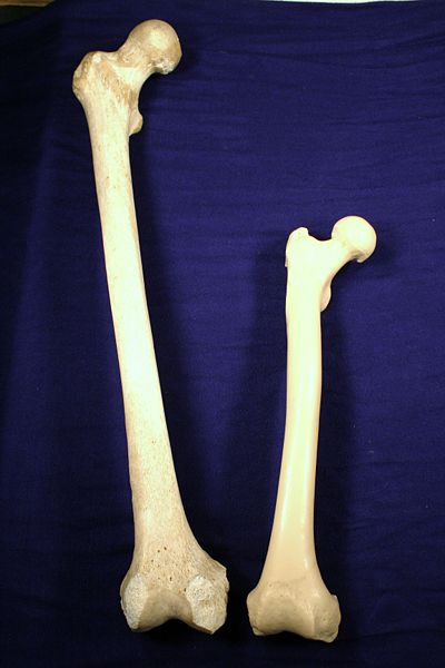 File:Human femur next to chimpanzee femur.JPG