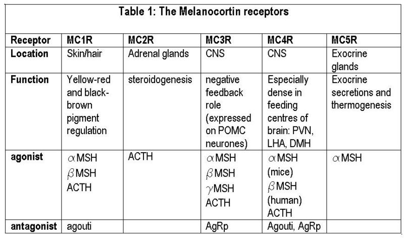 File:Melanocortin receptors.JPG